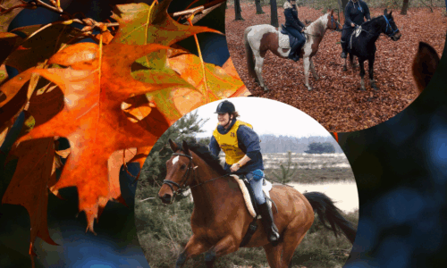 Mijn Eerste Paardencursus!